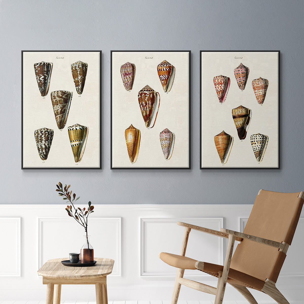 Cone Shell Collection IV - Floater Framed Canvas Set