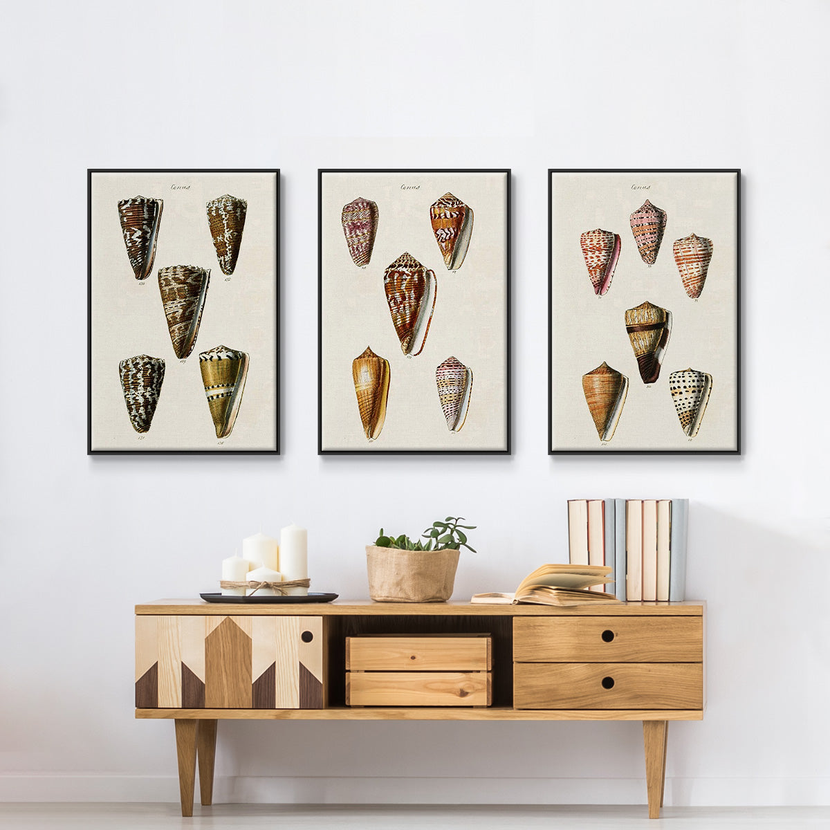 Cone Shell Collection IV - Floater Framed Canvas Set