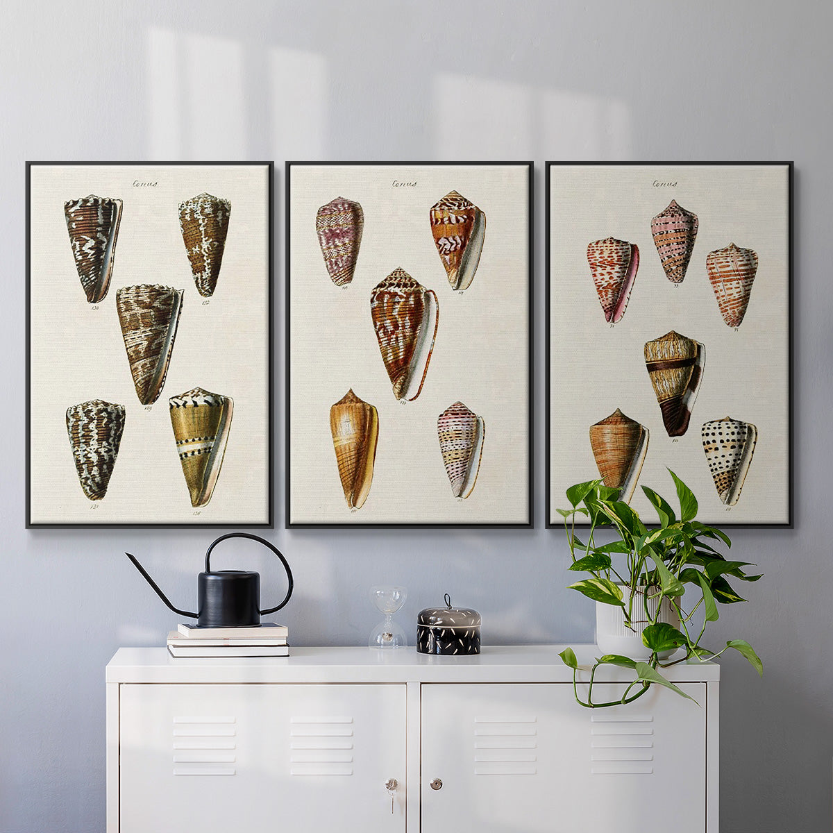 Cone Shell Collection IV - Floater Framed Canvas Set