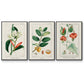 Turpin Tropical Botanicals IV - Floater Framed Canvas Set