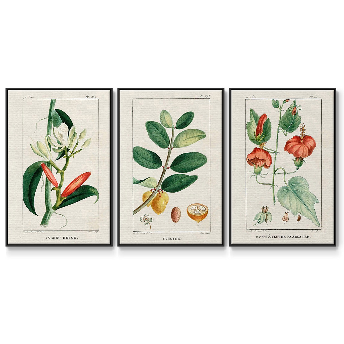 Turpin Tropical Botanicals IV - Floater Framed Canvas Set