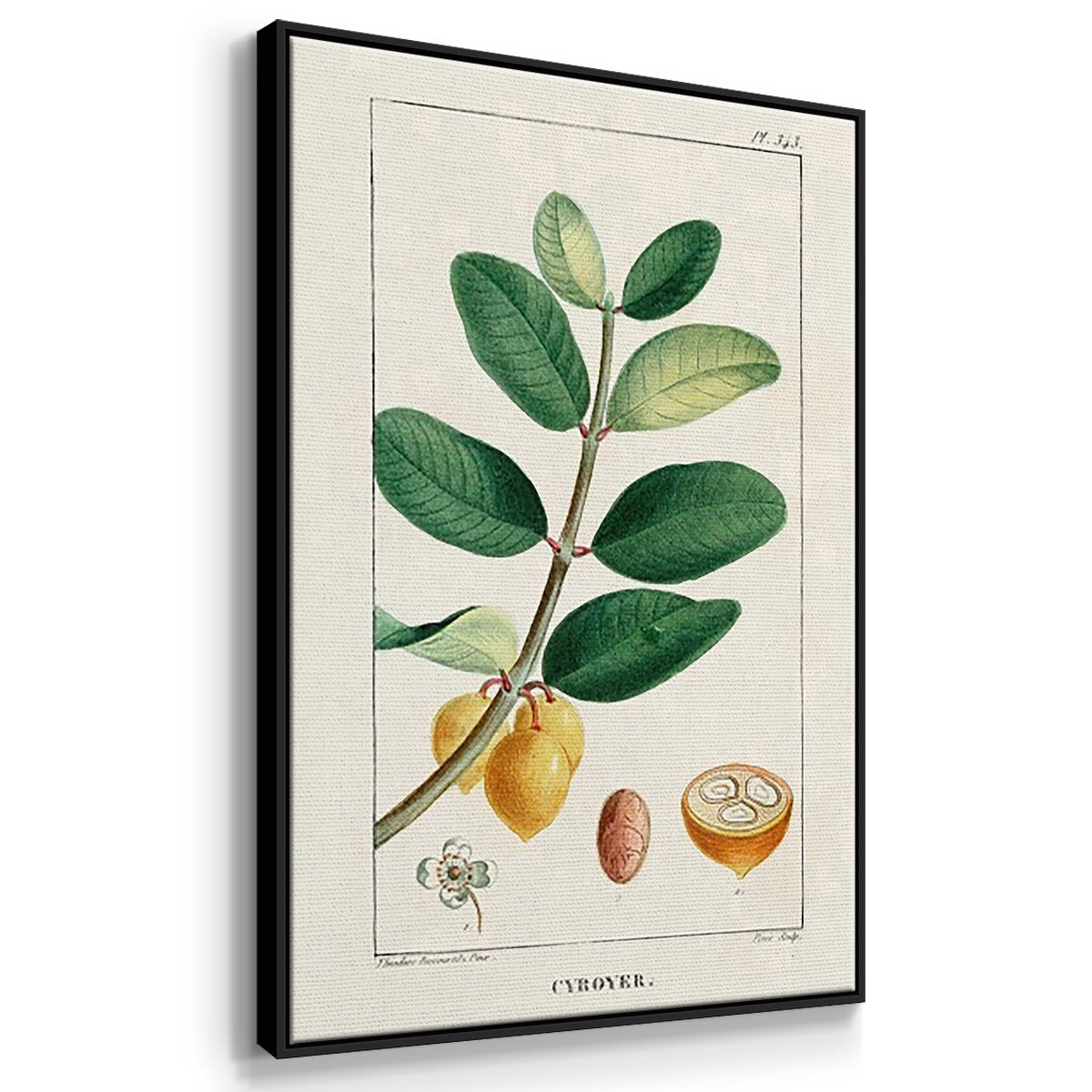 Turpin Tropical Botanicals IV - Floater Framed Canvas Set