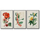 Turpin Tropical Botanicals VI - Floater Framed Canvas Set