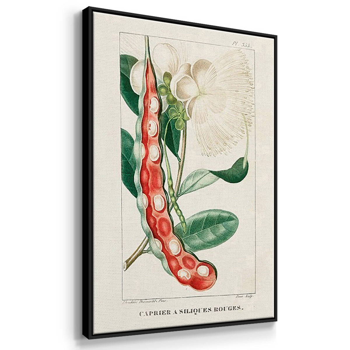 Turpin Tropical Botanicals VI - Floater Framed Canvas Set