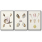 Pastel Knorr Shells I - Floater Framed Canvas Set