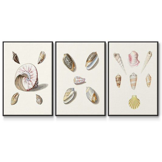 Pastel Knorr Shells I - Floater Framed Canvas Set