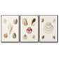 Pastel Knorr Shells IV - Floater Framed Canvas Set