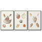 Pastel Knorr Shells VI - Floater Framed Canvas Set