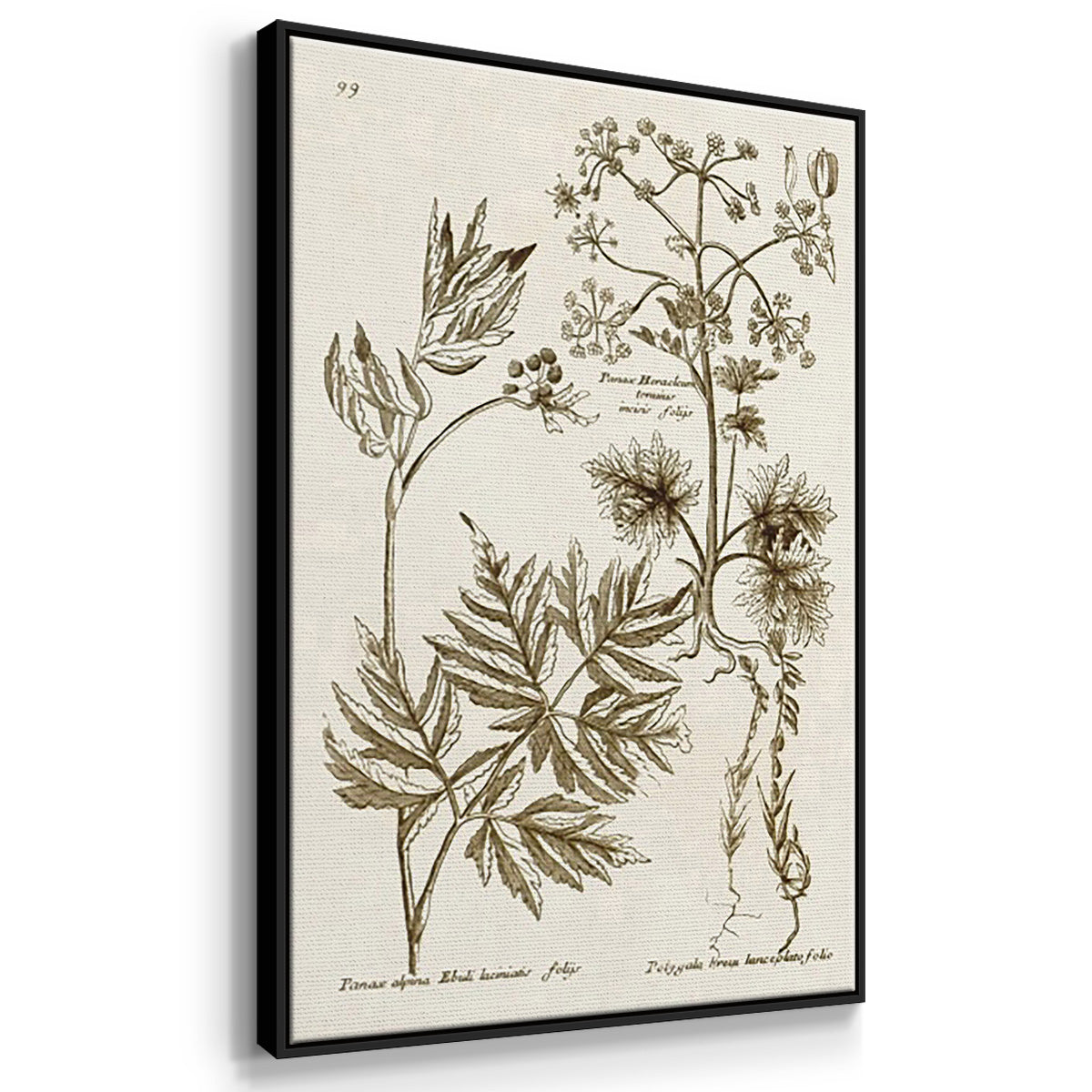 Sepia Botanical Journal I - Floater Framed Canvas Set