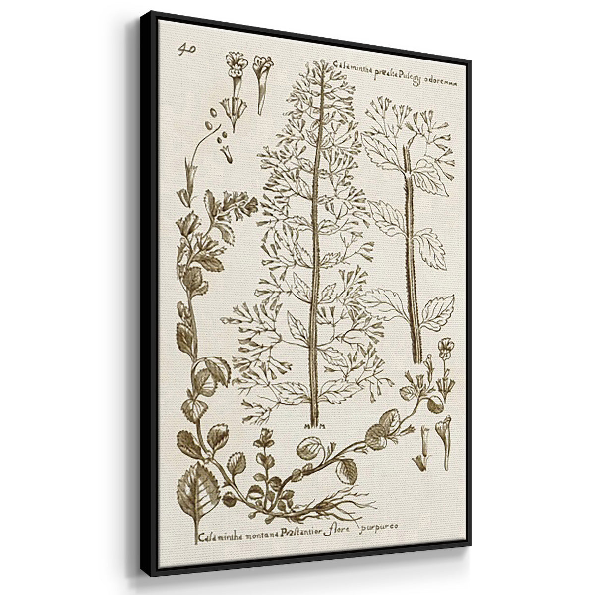 Sepia Botanical Journal IV - Floater Framed Canvas Set