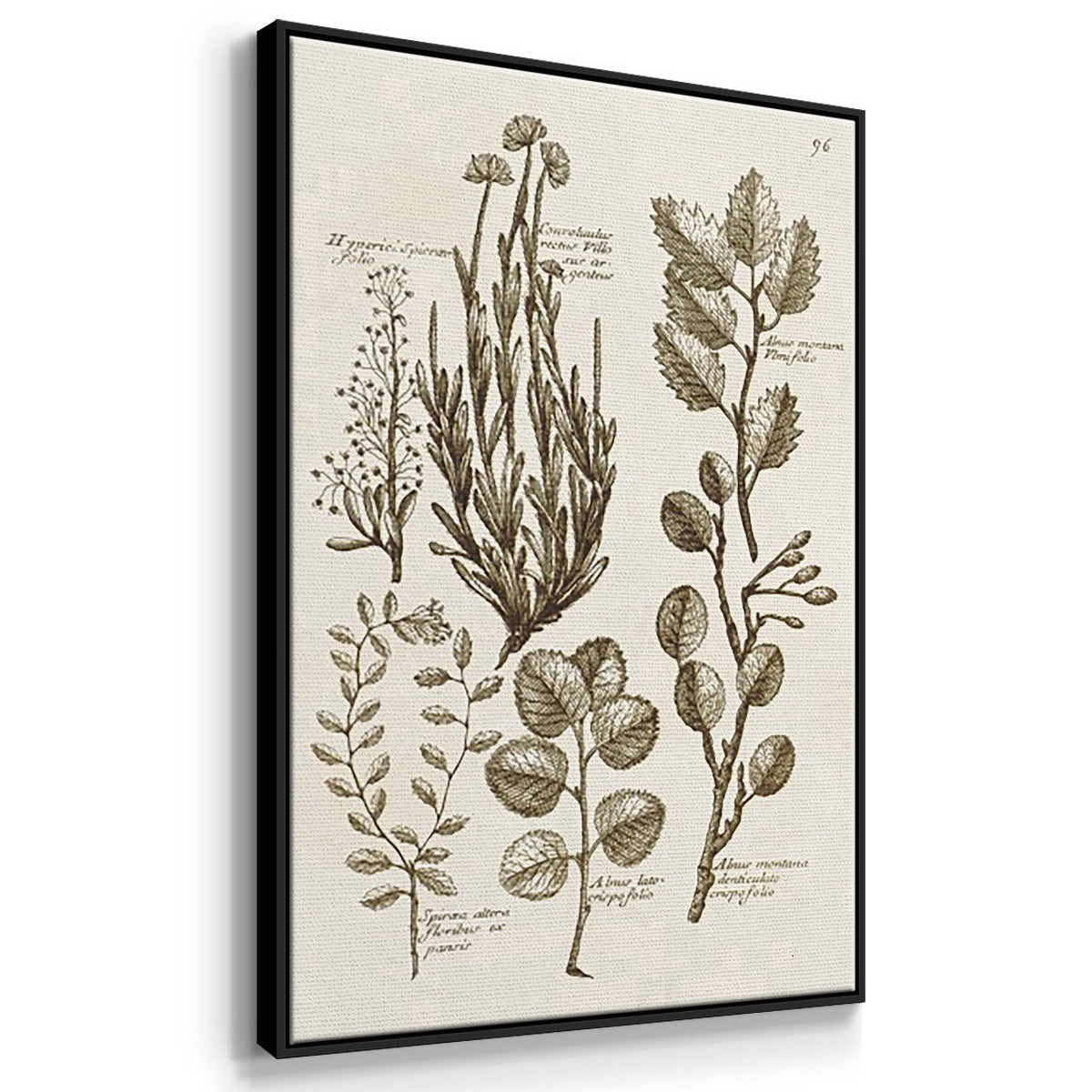 Sepia Botanical Journal VI - Floater Framed Canvas Set