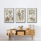 Sepia Botanical Journal VI - Floater Framed Canvas Set