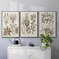 Sepia Botanical Journal VI - Floater Framed Canvas Set