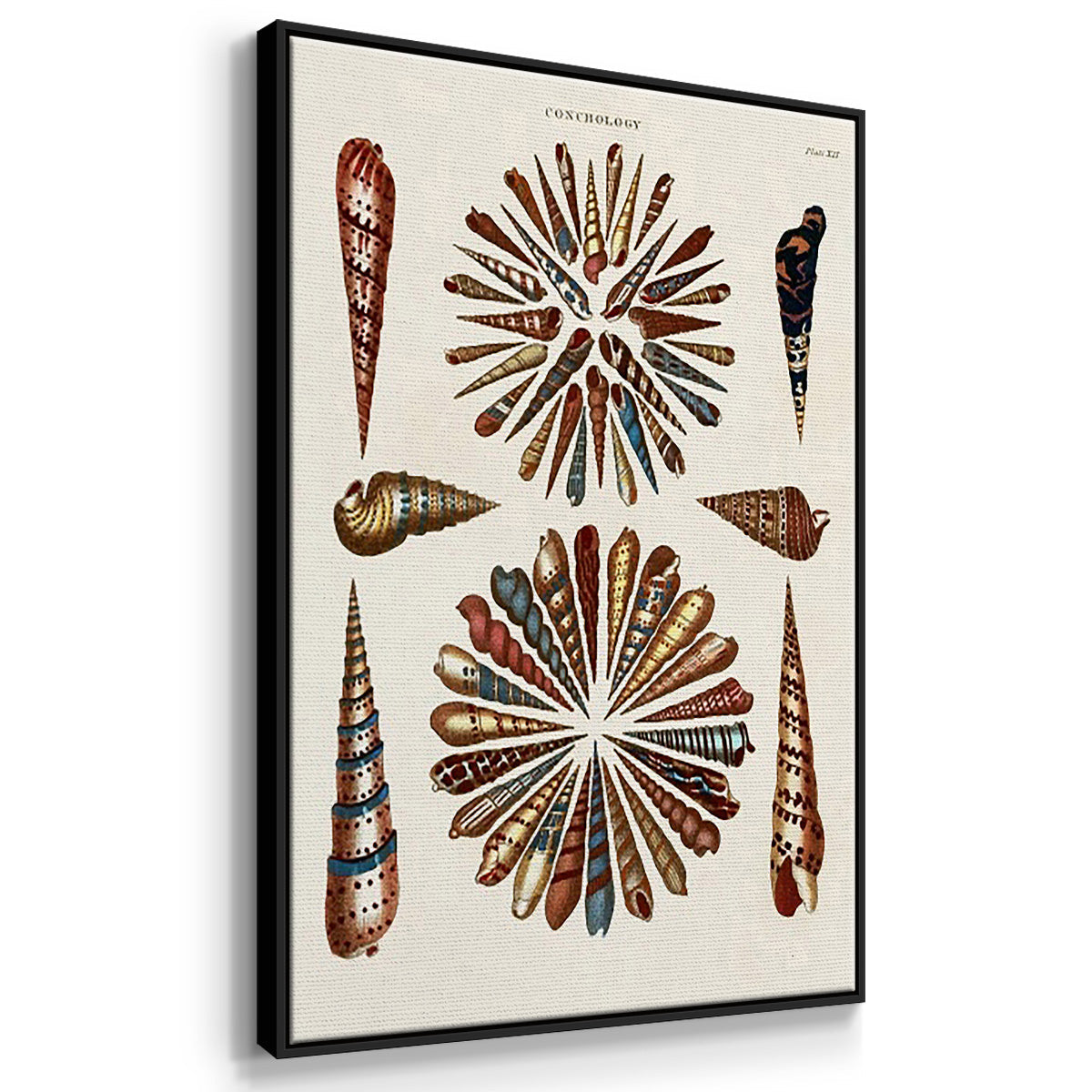 Spiral Shell Formation I - Floater Framed Canvas Set