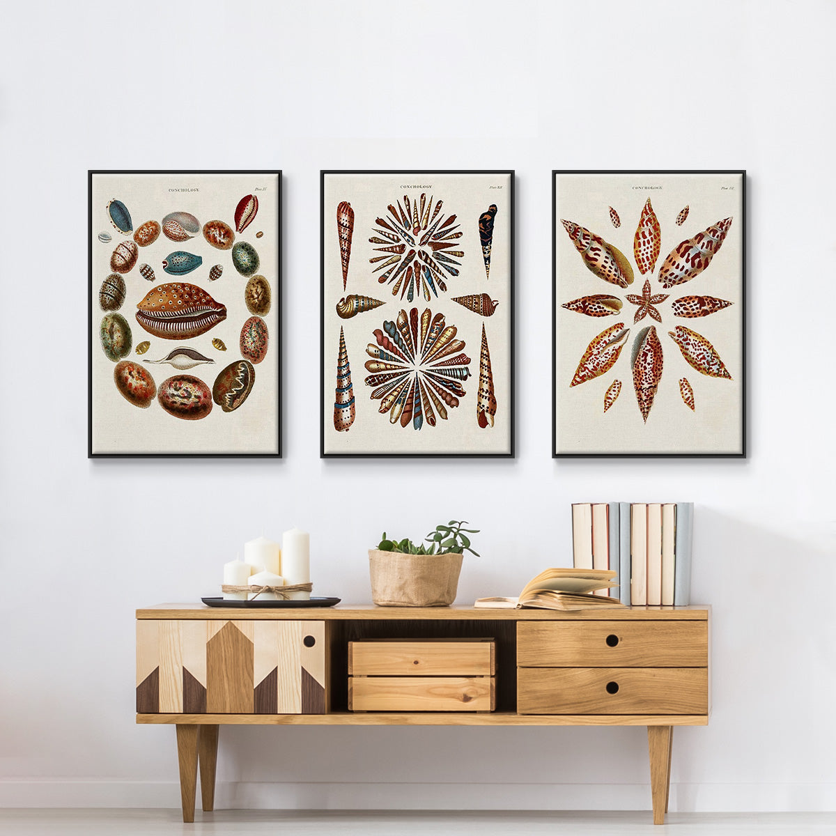 Spiral Shell Formation I - Floater Framed Canvas Set