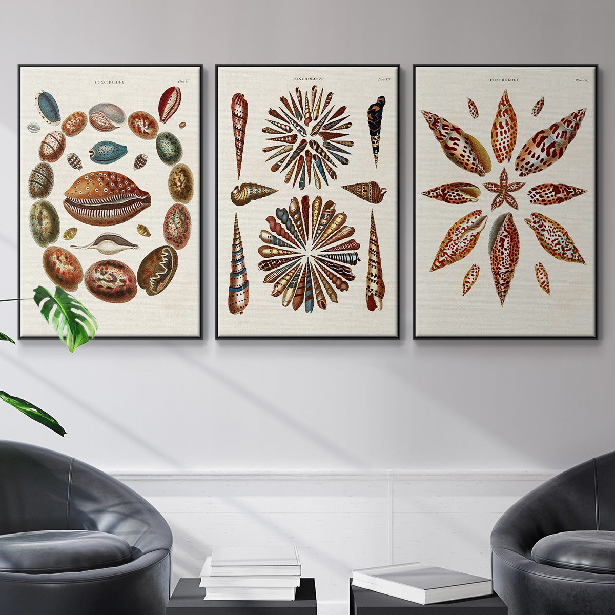 Spiral Shell Formation I - Floater Framed Canvas Set