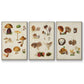 Mushroom Species I - Floater Framed Canvas Set