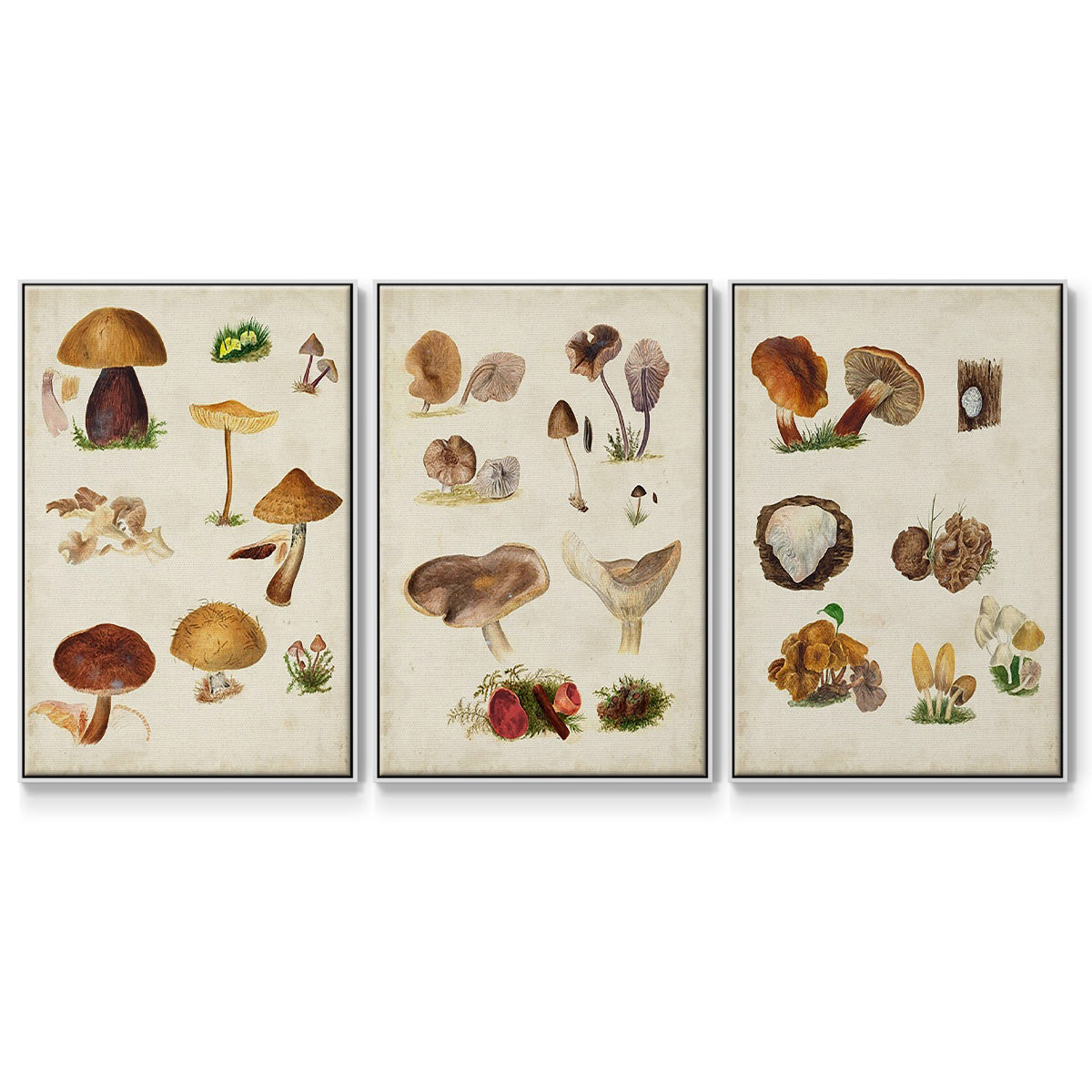 Mushroom Species I - Floater Framed Canvas Set