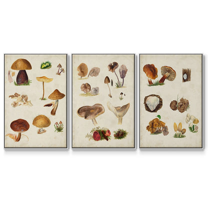 Mushroom Species I - Floater Framed Canvas Set