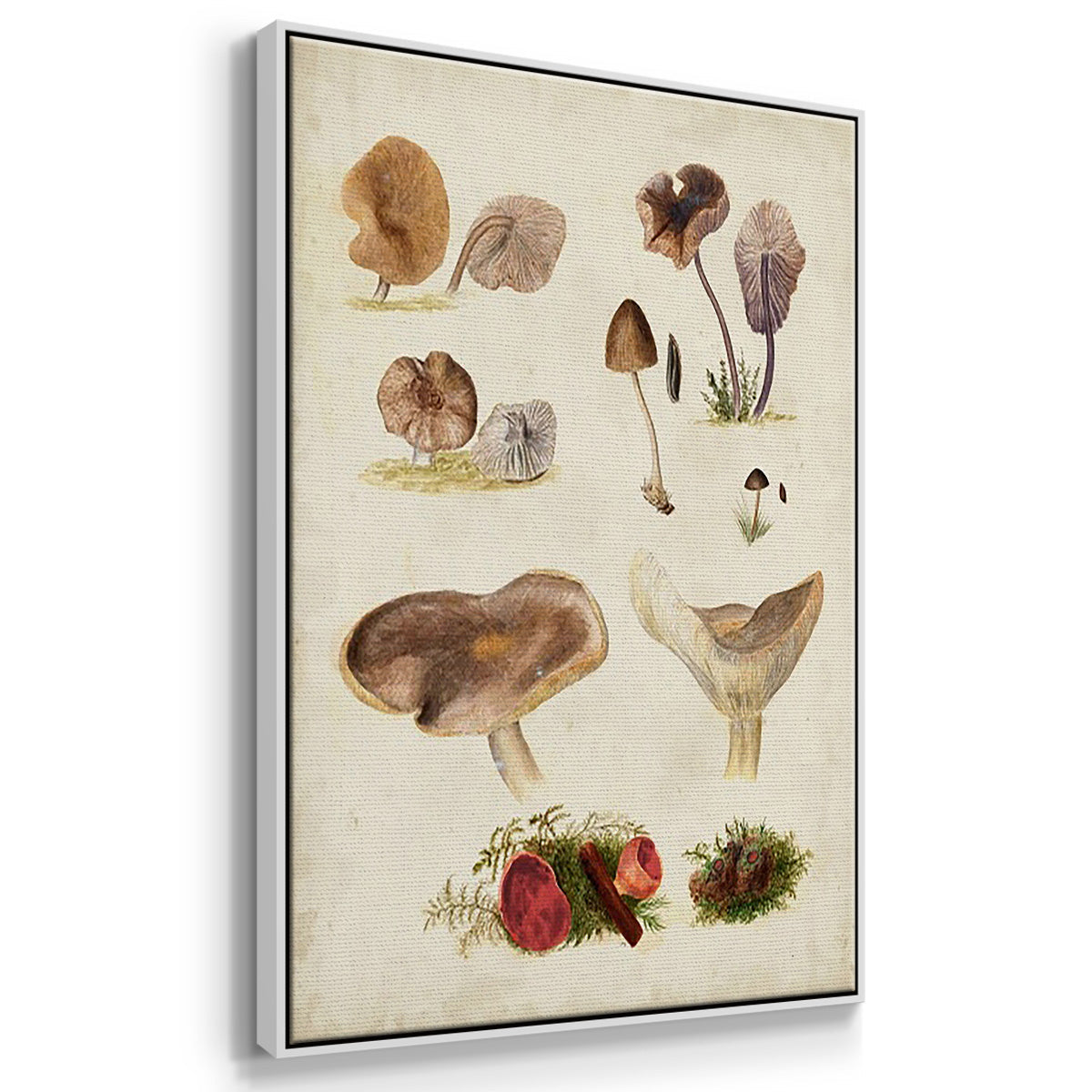 Mushroom Species I - Floater Framed Canvas Set