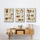 Mushroom Species I - Floater Framed Canvas Set