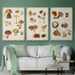 Mushroom Species I - Floater Framed Canvas Set