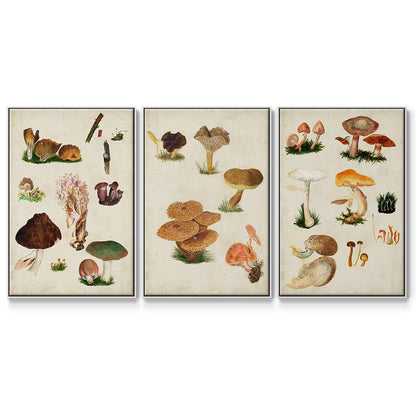 Mushroom Species IV - Floater Framed Canvas Set