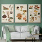 Mushroom Species IV - Floater Framed Canvas Set