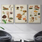 Mushroom Species IV - Floater Framed Canvas Set