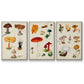 Mushroom Species VI - Floater Framed Canvas Set