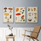 Mushroom Species VI - Floater Framed Canvas Set