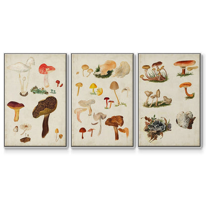 Mushroom Species X - Floater Framed Canvas Set