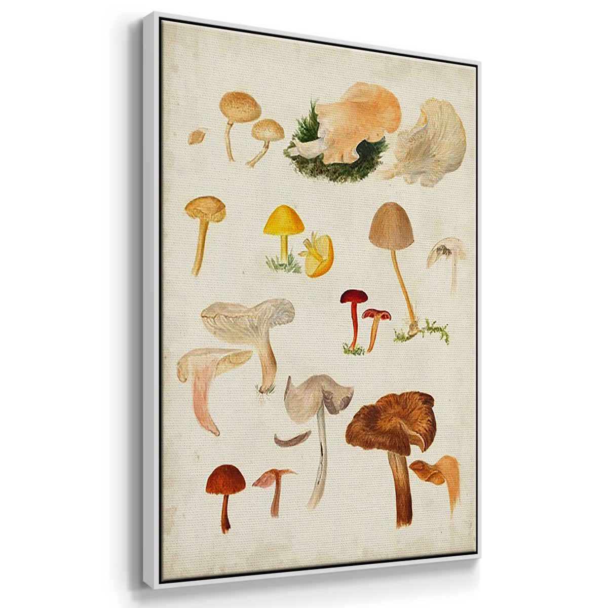 Mushroom Species X - Floater Framed Canvas Set