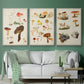 Mushroom Species X - Floater Framed Canvas Set