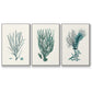 Antique Coastal Coral VI - Floater Framed Canvas Set