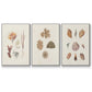 Knorr Shells & Coral VI - Floater Framed Canvas Set
