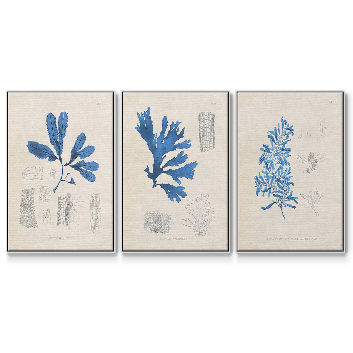 Blue Marine Algae VI - Floater Framed Canvas Set