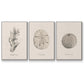 Shore Treasure Study I - Floater Framed Canvas Set