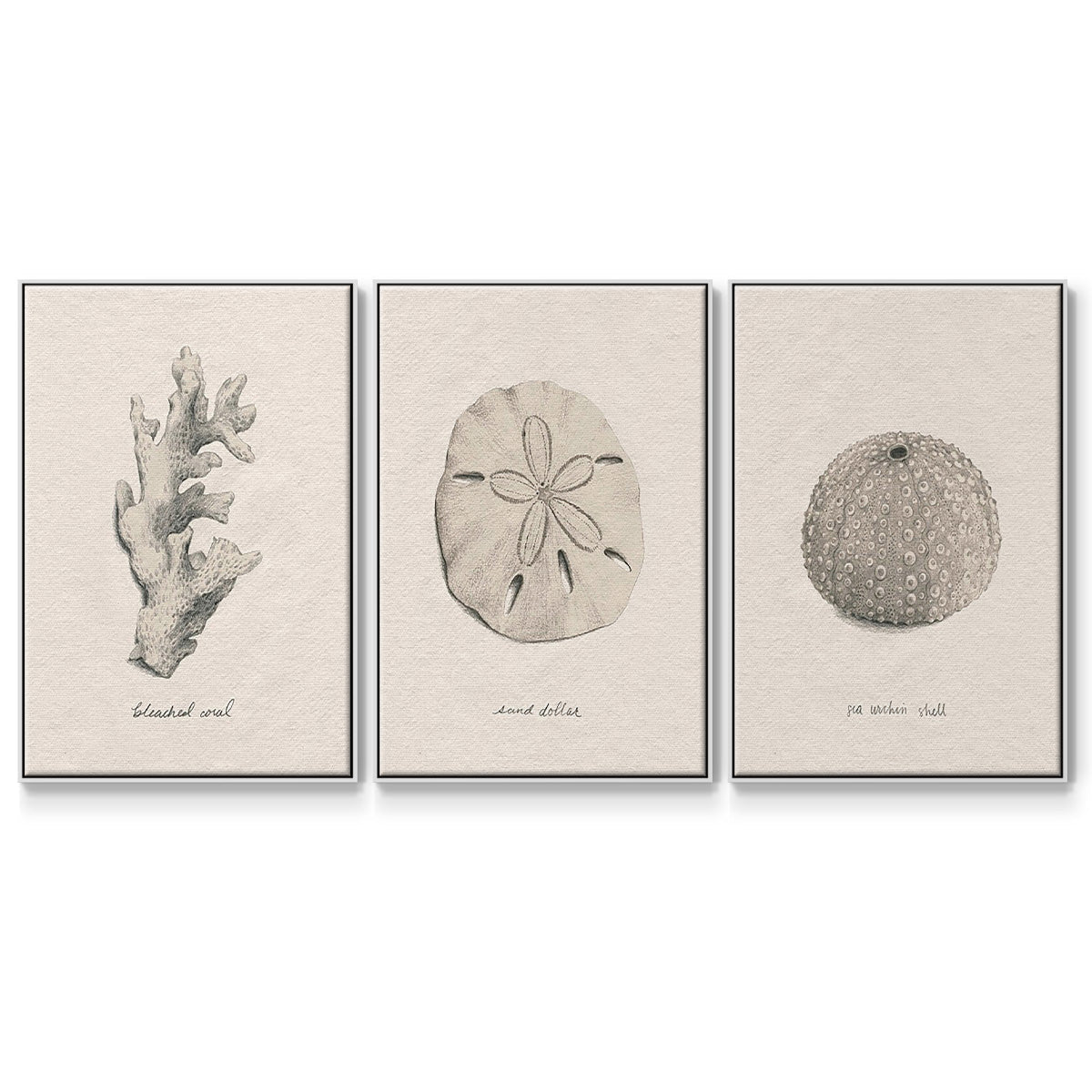 Shore Treasure Study I - Floater Framed Canvas Set