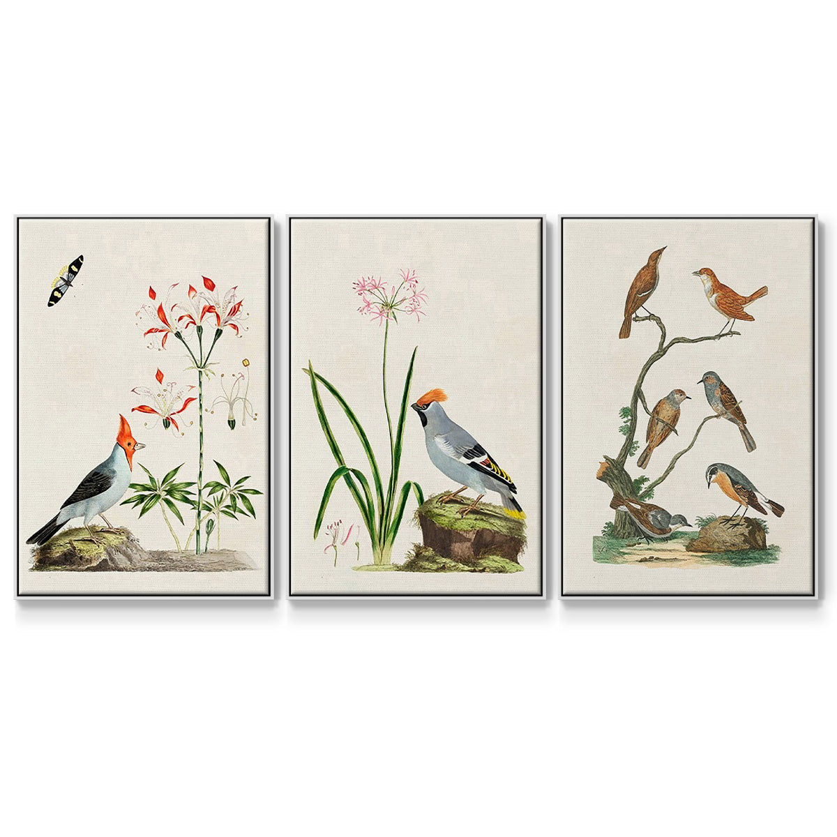 Antique Birds in Nature IV - Floater Framed Canvas Set