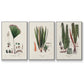 Botanical Society Ferns IV - Floater Framed Canvas Set