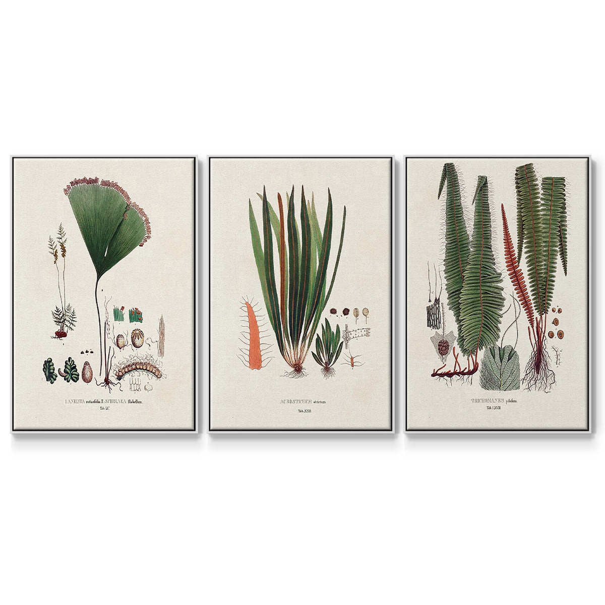 Botanical Society Ferns IV - Floater Framed Canvas Set