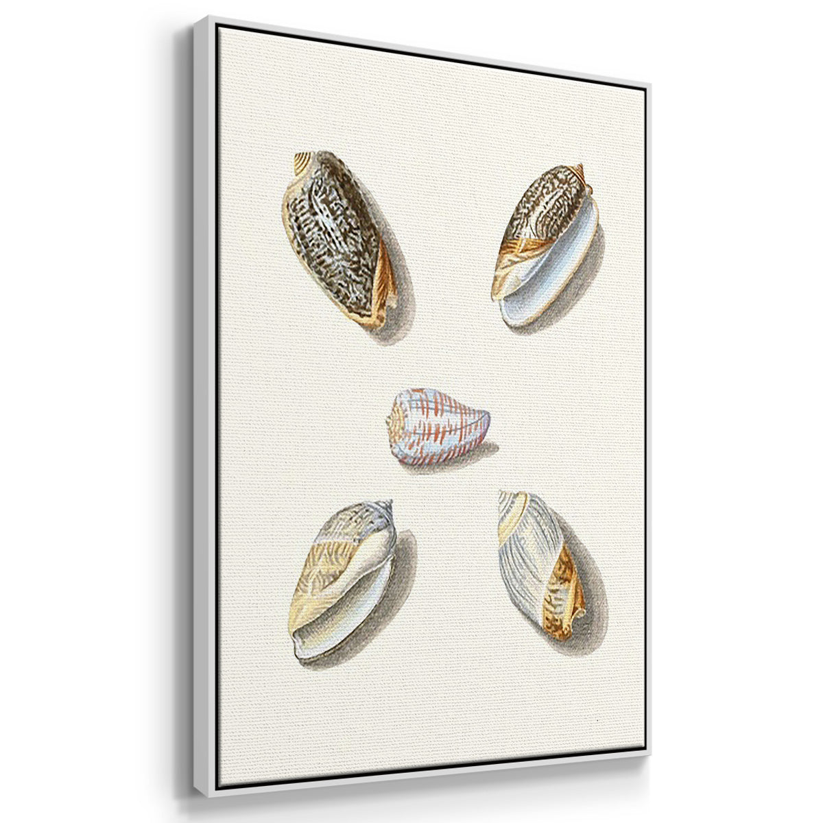 Pastel Knorr Shells I - Floater Framed Canvas Set