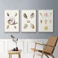 Pastel Knorr Shells I - Floater Framed Canvas Set