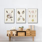 Pastel Knorr Shells I - Floater Framed Canvas Set