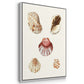 Pastel Knorr Shells IV - Floater Framed Canvas Set