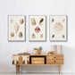 Pastel Knorr Shells IV - Floater Framed Canvas Set