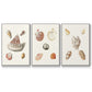 Pastel Knorr Shells VI - Floater Framed Canvas Set