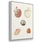 Pastel Knorr Shells VI - Floater Framed Canvas Set