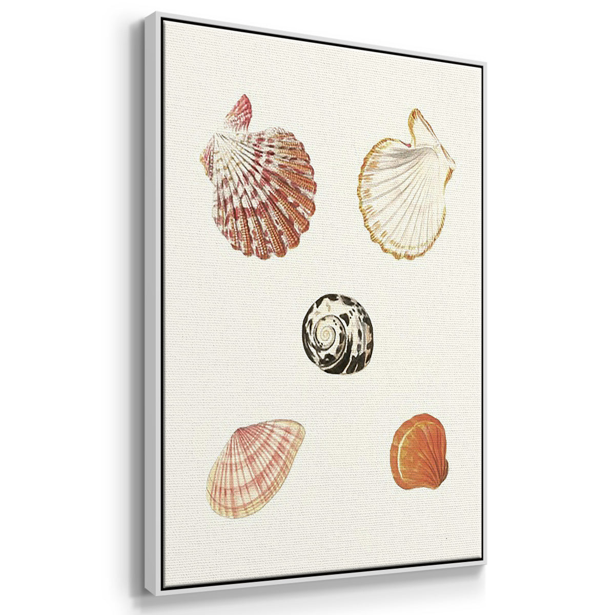 Pastel Knorr Shells VI - Floater Framed Canvas Set